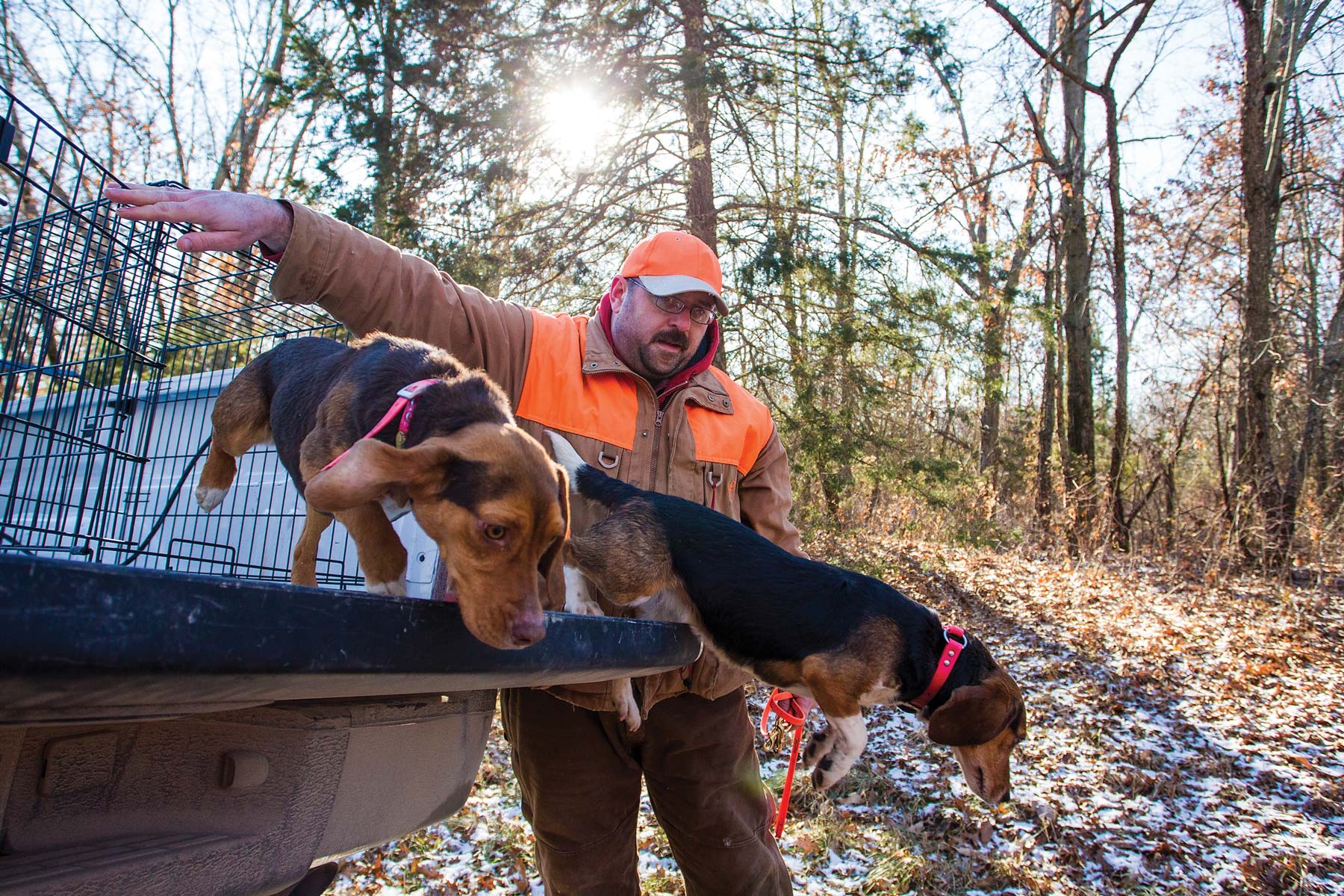 Beagle training for hunting rabbits