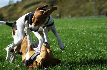 Beagle vs jack russell terrier