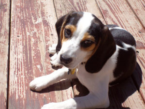 Beagle weight at 4 months