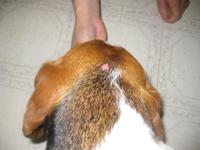 Beagles cancer
