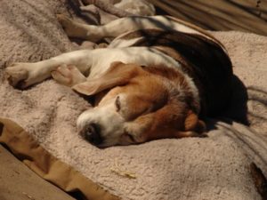 Beagles detect cancer