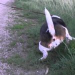 Beagles easy to potty train