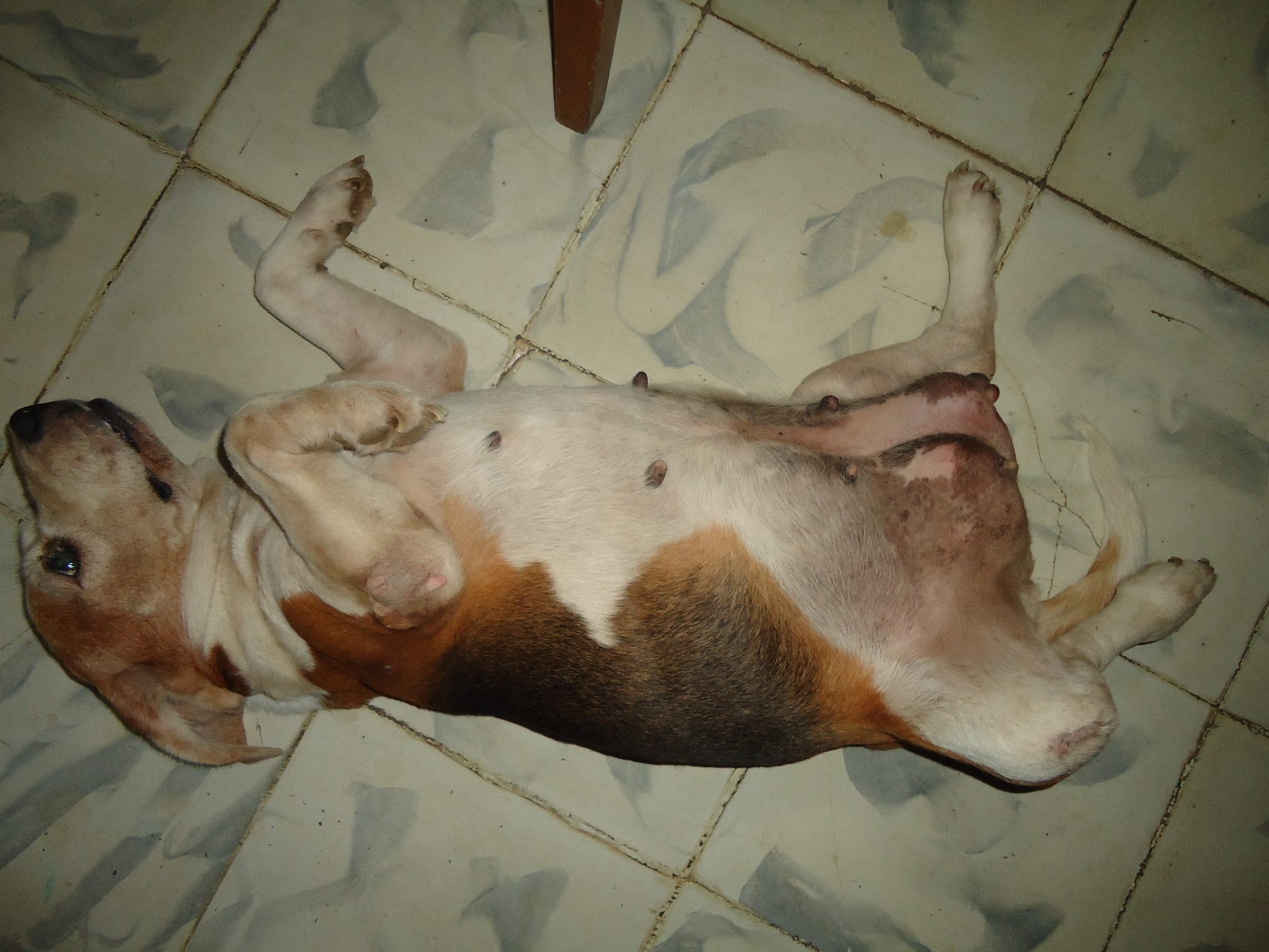 Beagles mammary cancer