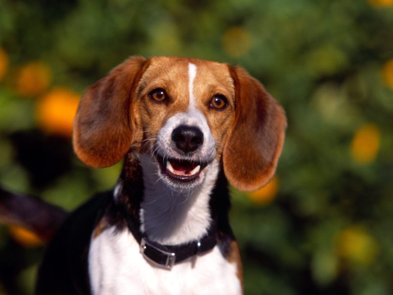 Best Beagle names female