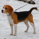 Best boy beagle names