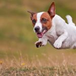 Best dog names for jack russell terriers