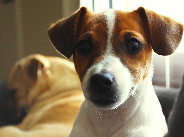 Best jack russell terrier names