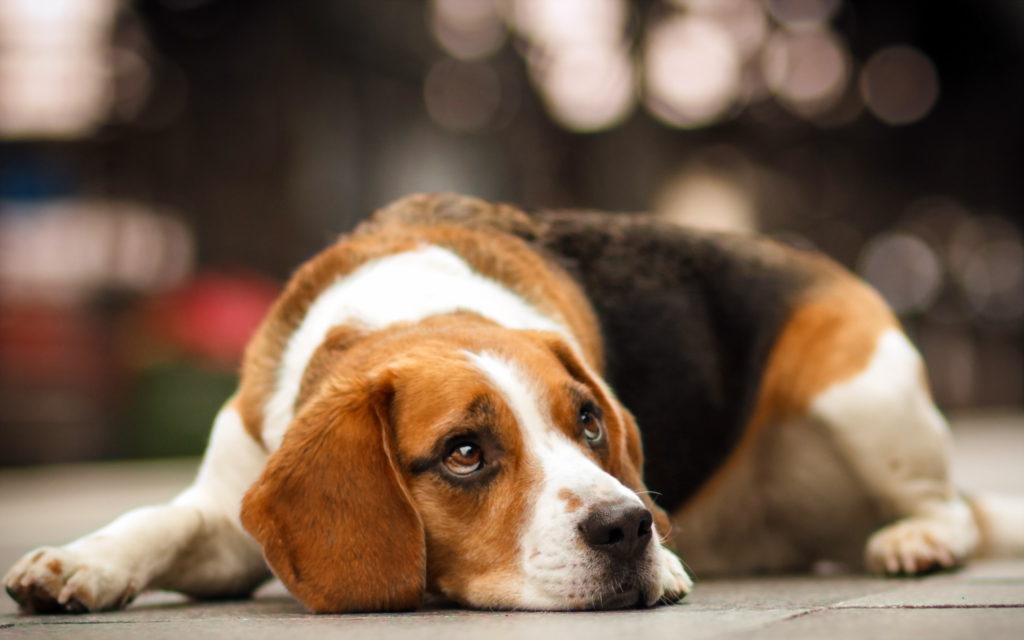 Beagle Common Ear Problems of Beagke Symptoms of Ear Diseases and