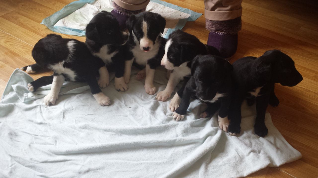 Border Collie Labrador Retriever Mix Puppies For Sale