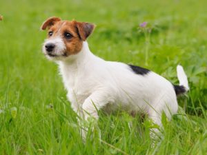 Border terrier x jack russell information