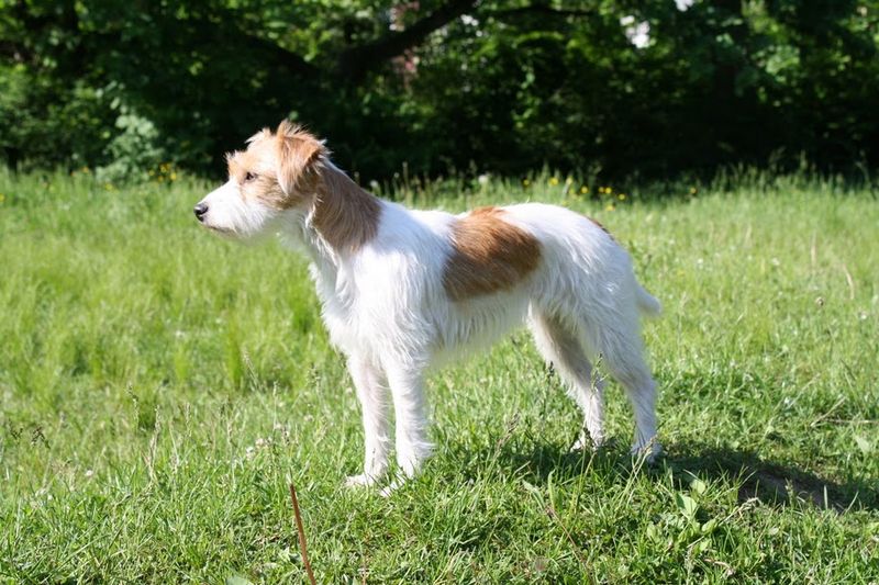Boy dog names for jack russell terriers