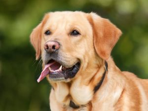 Boy dog names for labrador retrievers