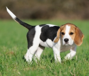 Boy names for a Beagle puppy