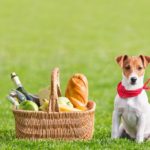 Can jack russell terrier eat bananas