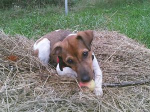 Can jack russell terriers eat apples