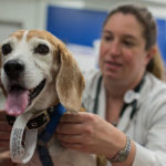 Cancer in beagle dogs
