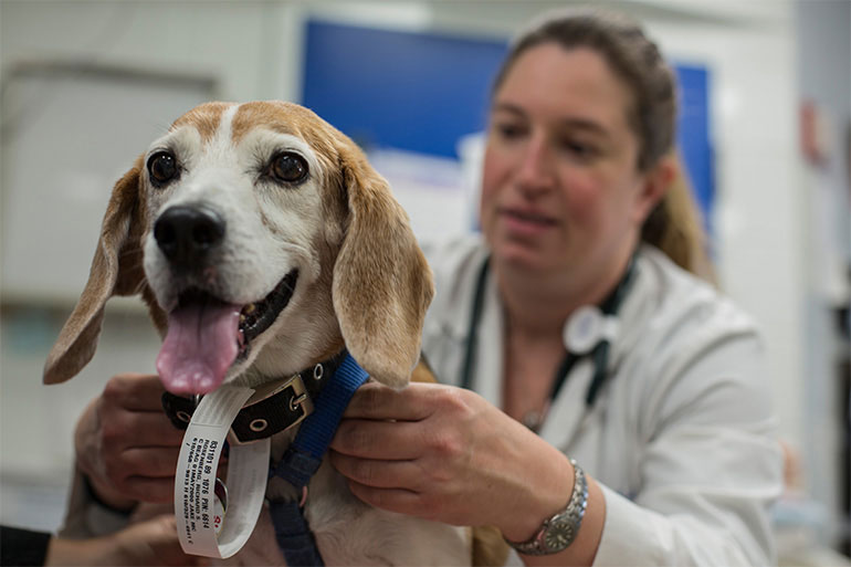 Cancer in beagle dogs
