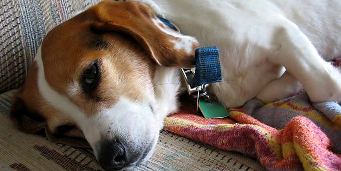 Caring for a pregnant Beagle