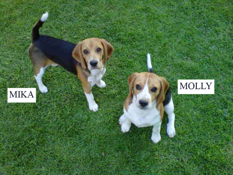 Cool female Beagle names