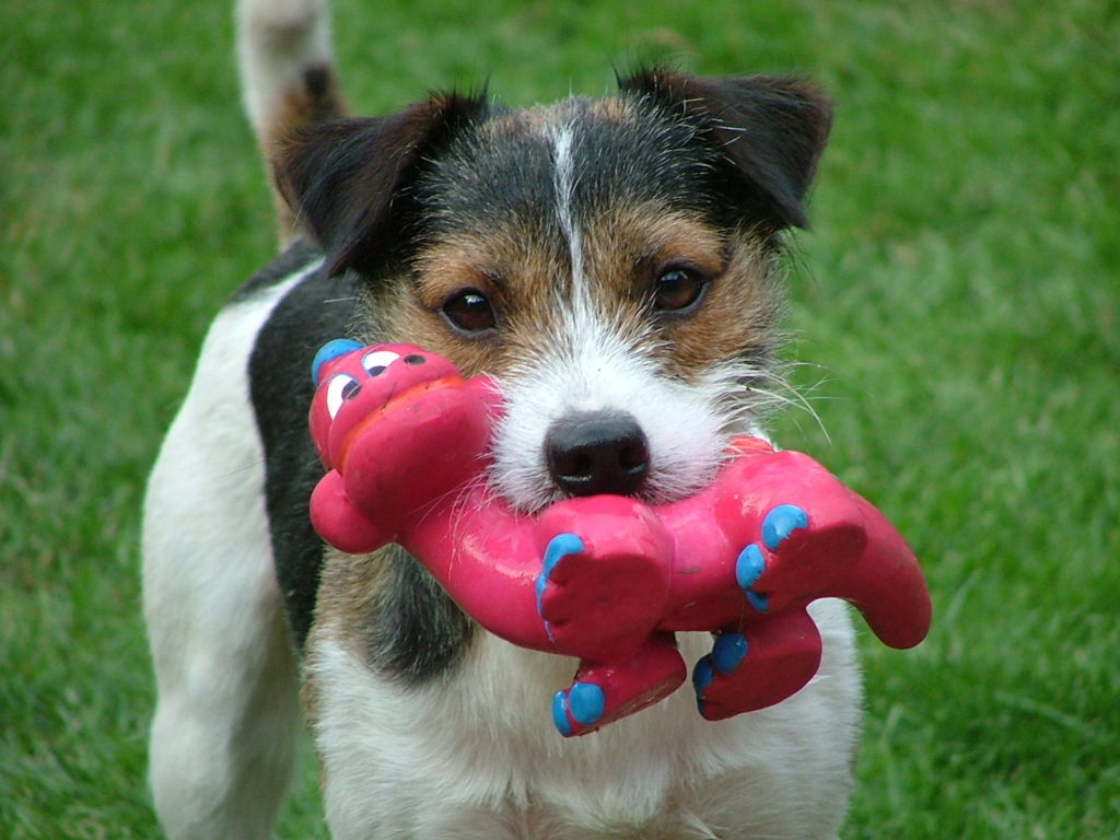 The Most Popular Names For Jack Russell Terriers