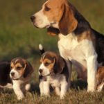 Cute names for girl Beagle puppies