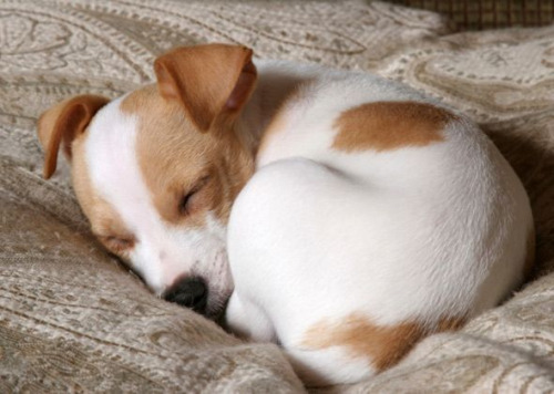Cute names for jack russell terriers