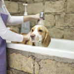 Do Beagles need to be grooming