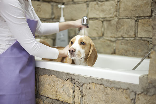 Do Beagles need to be grooming