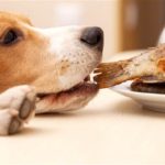 Dog food recipes for Beagles