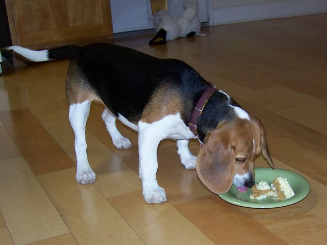 Feeding a 6 month old Beagle