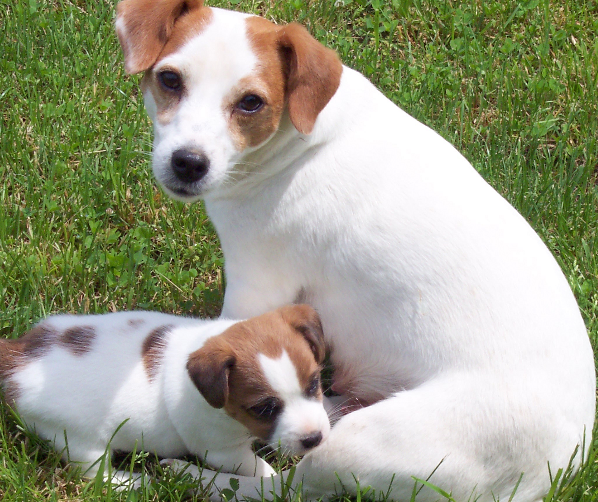 Female dog names for jack russell terriers