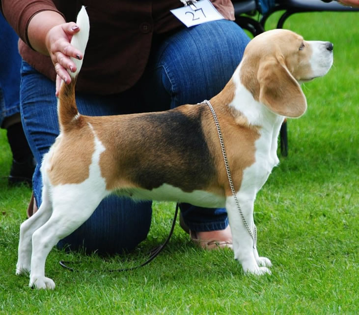Grooming a Beagle for show