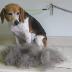 Grooming Beagle hair
