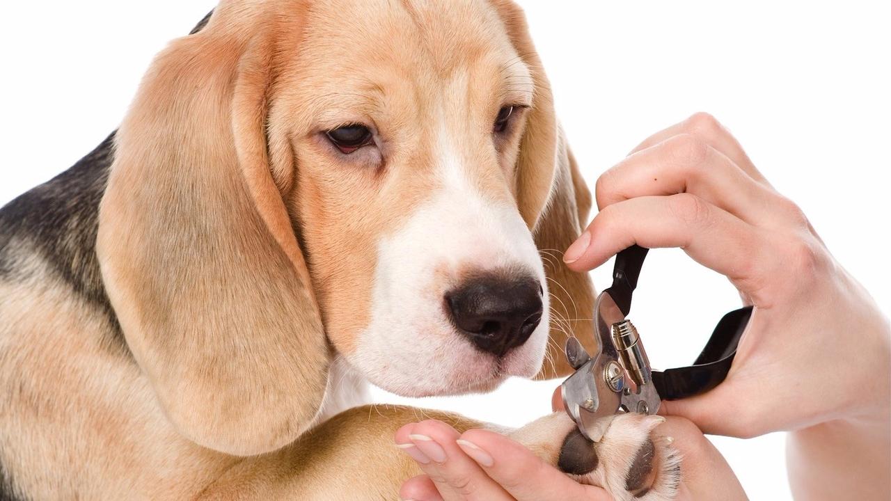 Grooming Beagles nails