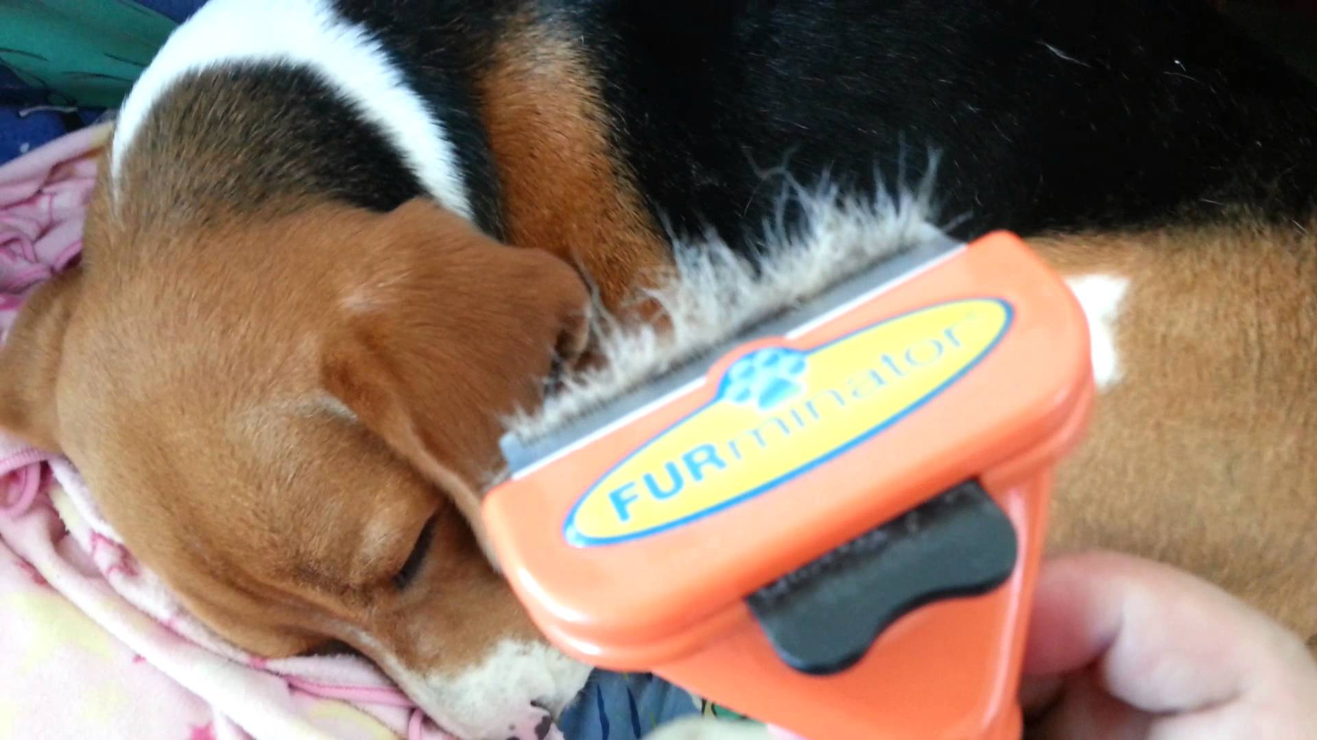 Grooming brushes for Beagles