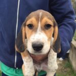 How big are Beagles at 6 months