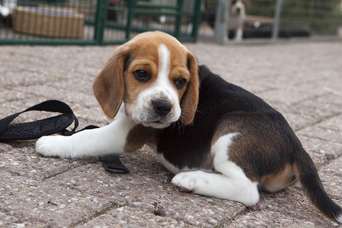 how big are Beagles at 9 weeks