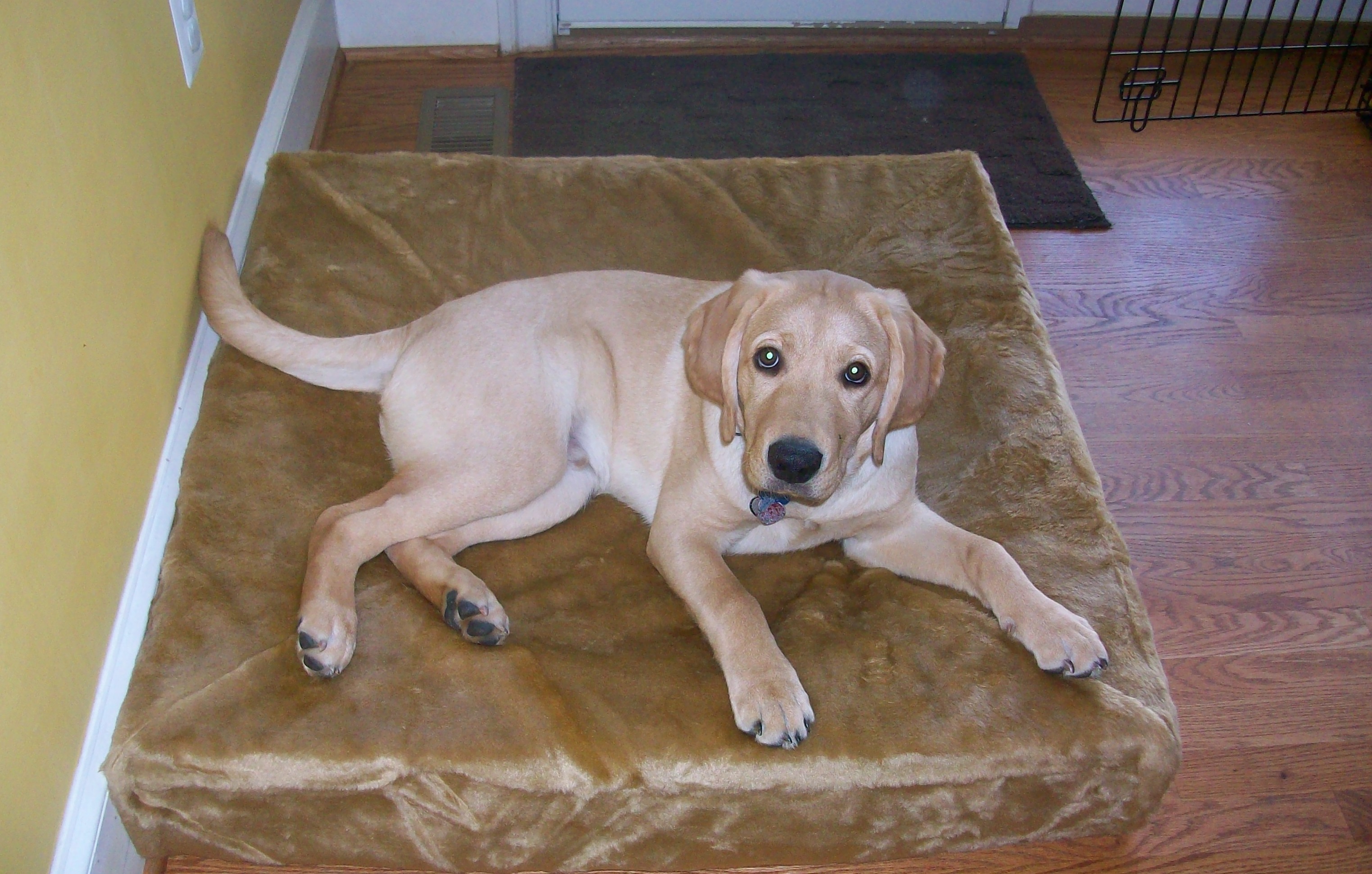 5 month old yellow hot sale lab