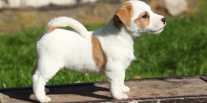 How can i potty train my jack russell terrier