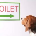 How do i potty train a Beagle