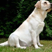 Labrador Retriever Pregnancy Week By Week - Calendar And Stages