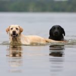 How long can a labrador retriever swim