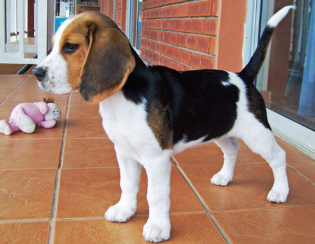 How much does a Beagle weight at 3 months