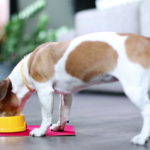 How much food should jack russell terrier eat