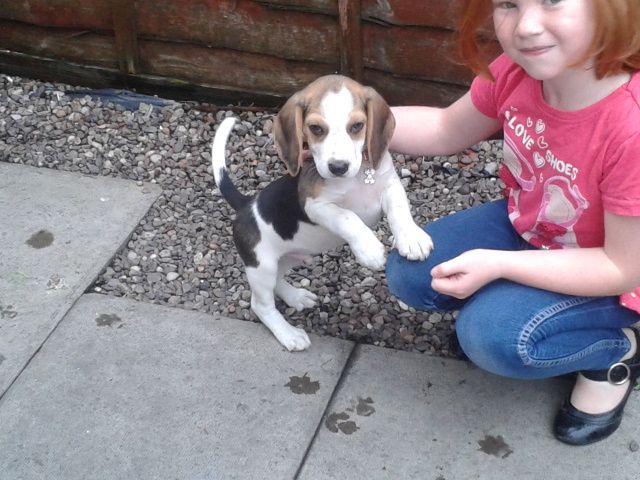 How much should a Beagle weigh at 9 weeks