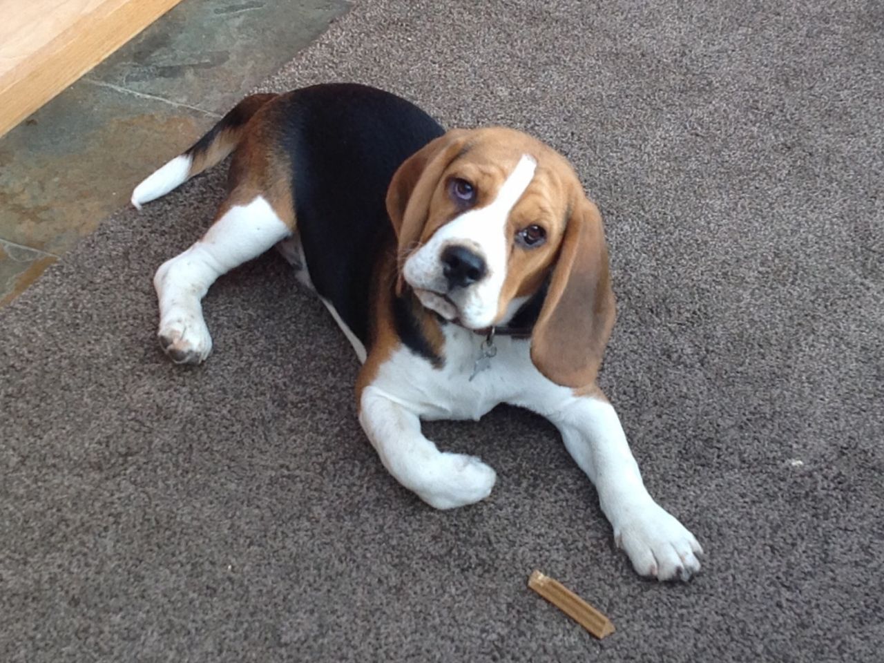 How much should i feed a 4 month old Beagle