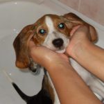 How often do you wash your Beagle