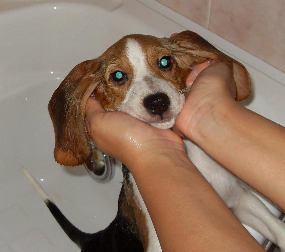 How often do you wash your Beagle