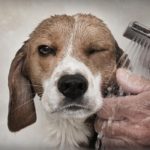 How often should you wash a Beagle