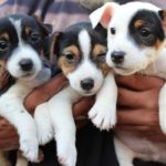 How to potty train jack russell terrier puppies